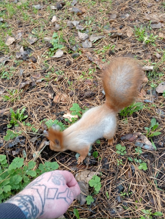 Белки рулят. Парк дельфин 🐬
