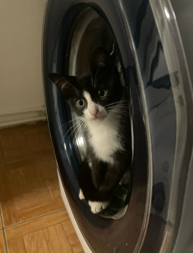 пропала кошечка 🐈‍⬛
помогите найти🙏🏻
может отзыв?...