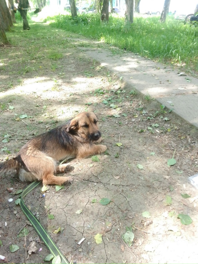 Пропала собака по кличке 