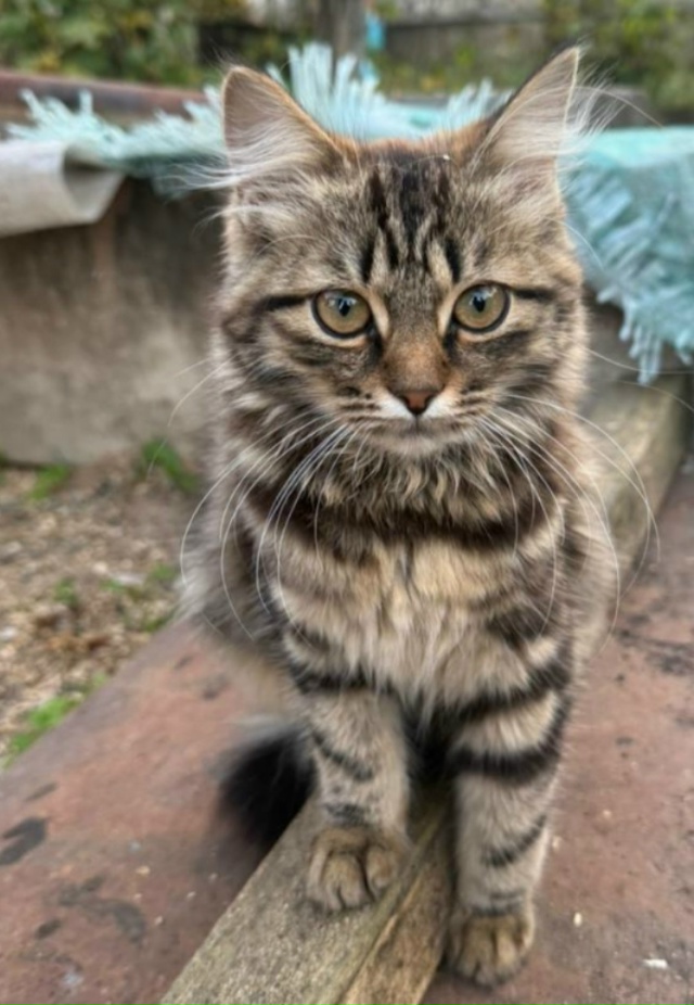 Котята в добрые руки , две девочки, мама шотландка висл...