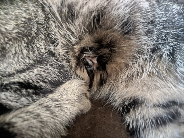 Это мои коты - Шиш и Мурмелад
Не путёвая мать Брысь рано...