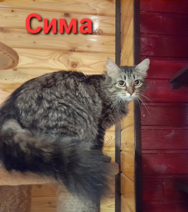 🐈 СИМА – кошечка вашей мечты, СИМА – королева милоты ...