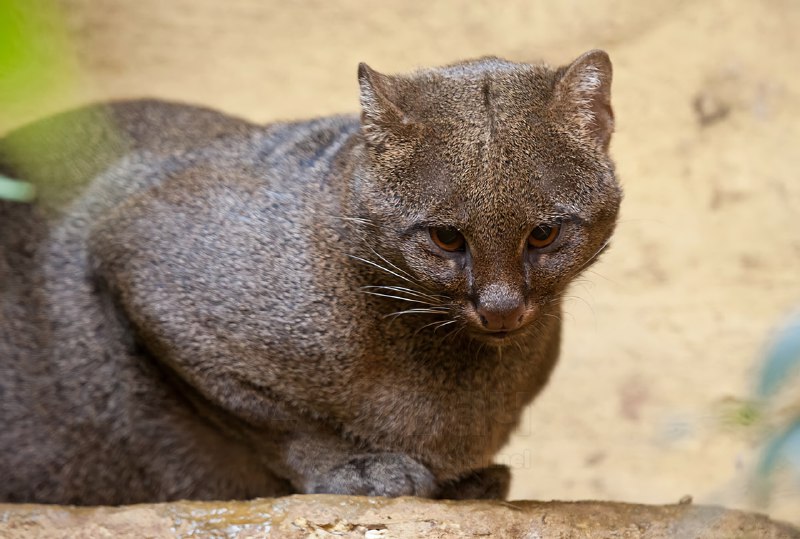Двач познавательный: так выглядят ягуарунди, которые живут в Центральной Америке. Это очень скрытные