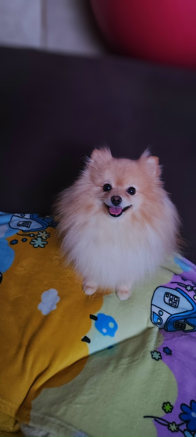 Ищем жениха ( шпиц немецкий) найду в комментариях