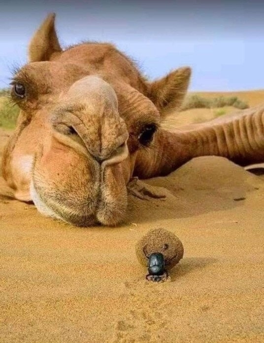 Верблюд пьет как пресную, так и соленую воду. Он даже мо...