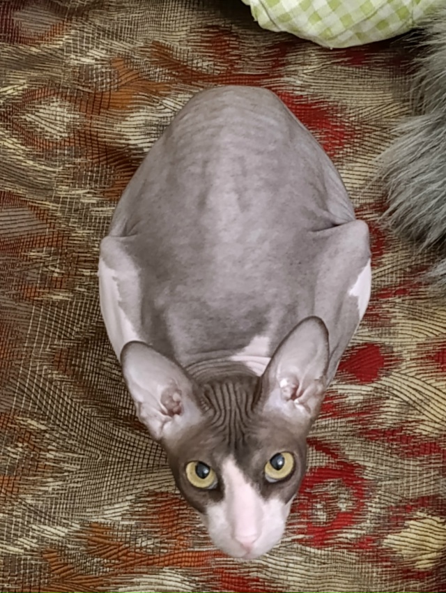 У меня дома живёт яйцо.
Как бы вы назвали его? Мне кажет...