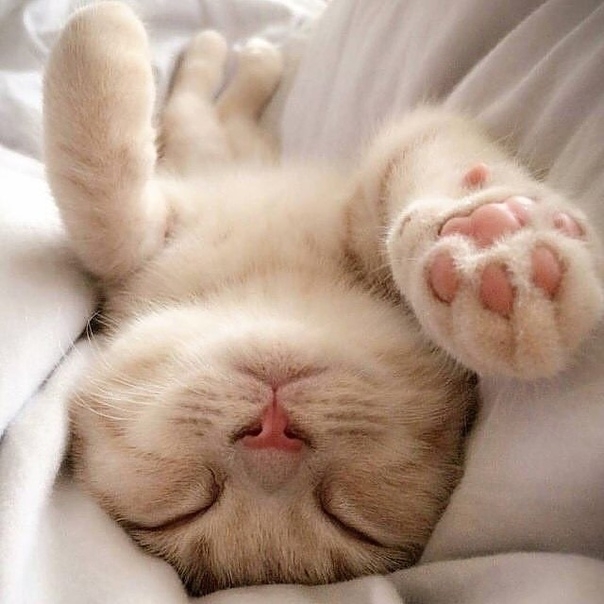 Моему коту на всё глубоко насПать!