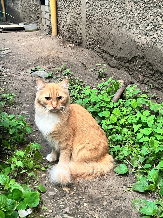 Два дня назад появился котик, никто не узнает свою поте...