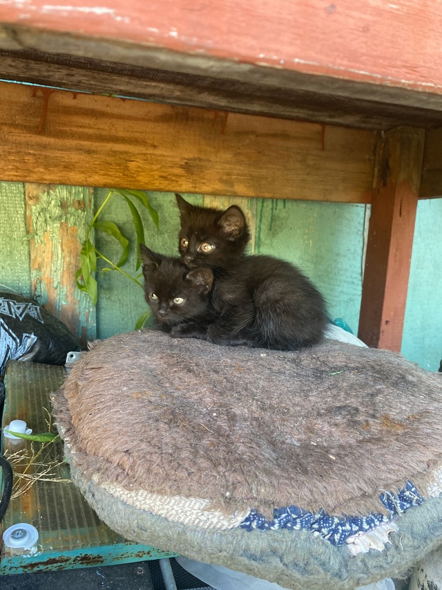 Котят подкинули на 4 км, кому нужен преданный приятель, ...