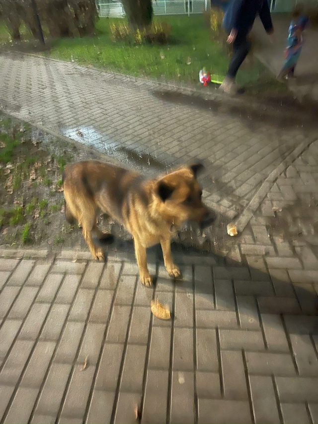 Добрый вечер. . В сквере окский бегает мальчик с ошейни?...