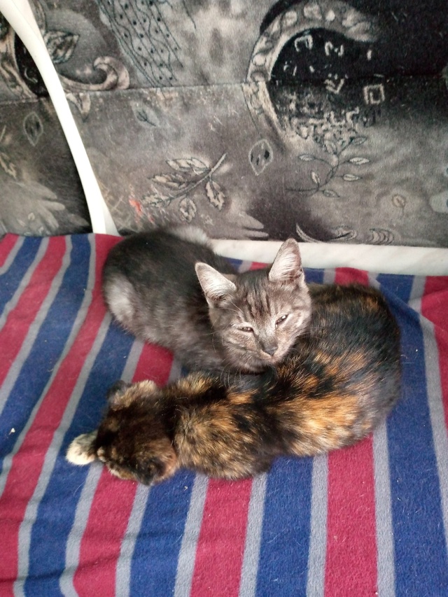 Отдам котят в добрые руки. Котята ручные, ласковые, куш?...