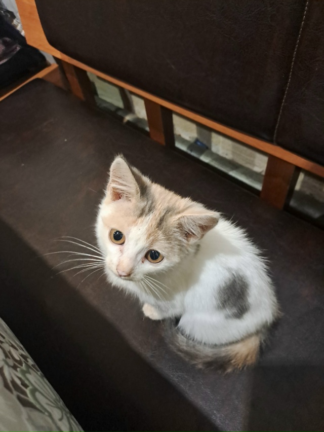 Люди приехали и выбросили из машины маленьких котят!!
П...