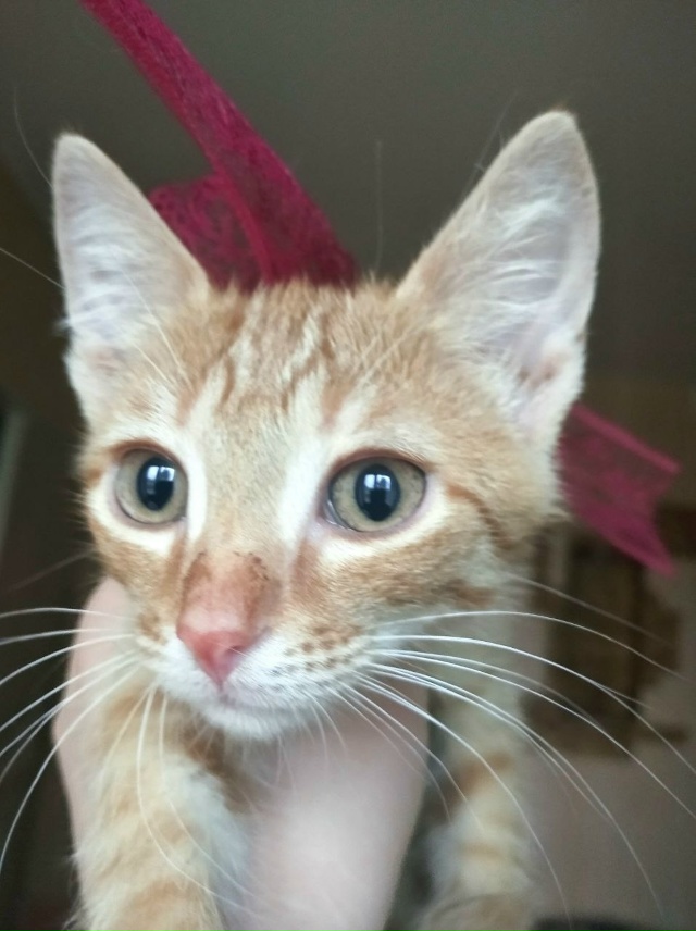 🍑 Котёнок Персик ищет любящих хозяев!
Персику сейча?...