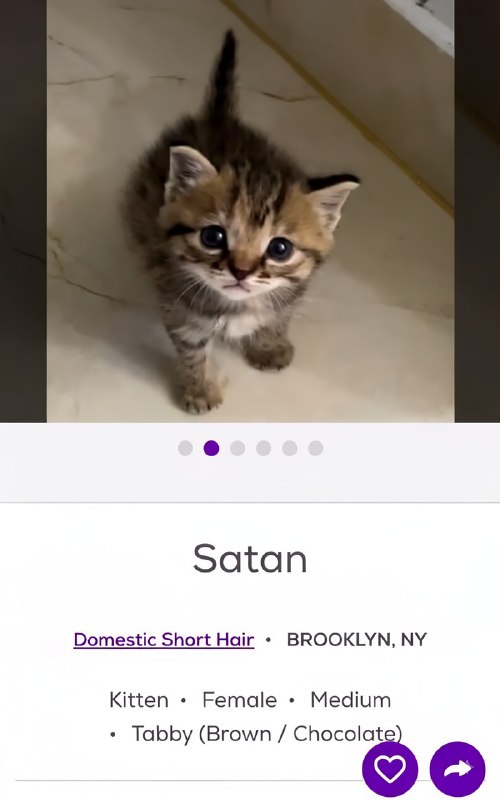 Petfinder — одна из крупнейших международных онлайн-платформ, где животным помогают найти новых хозя