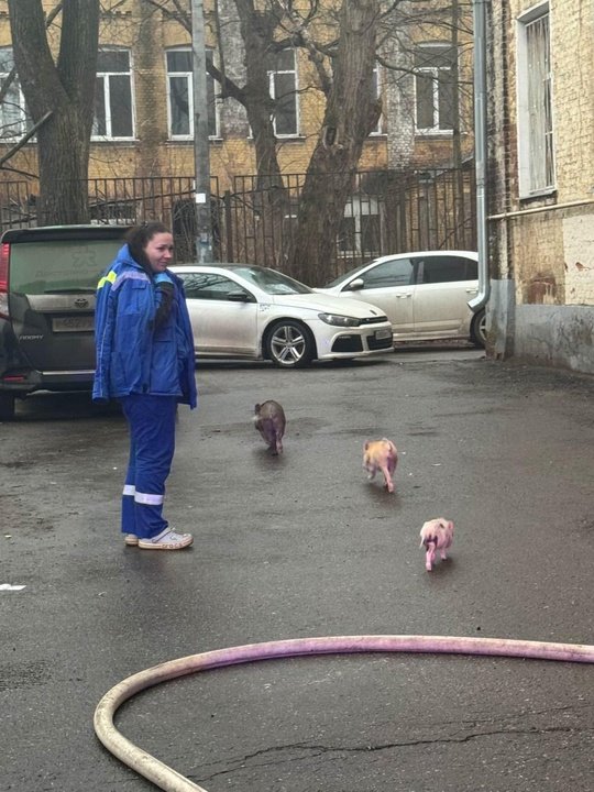 В Балашихе из пожара спасли целое семейство минипигов!...