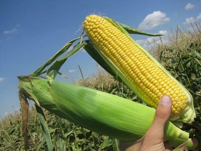 Поступил картофель - 31 руб, кукуруза 🌽 39 руб, местные а?...