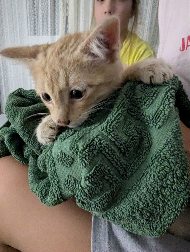 Сегодня около Молодежной 3 был спасён котенок на проез?...