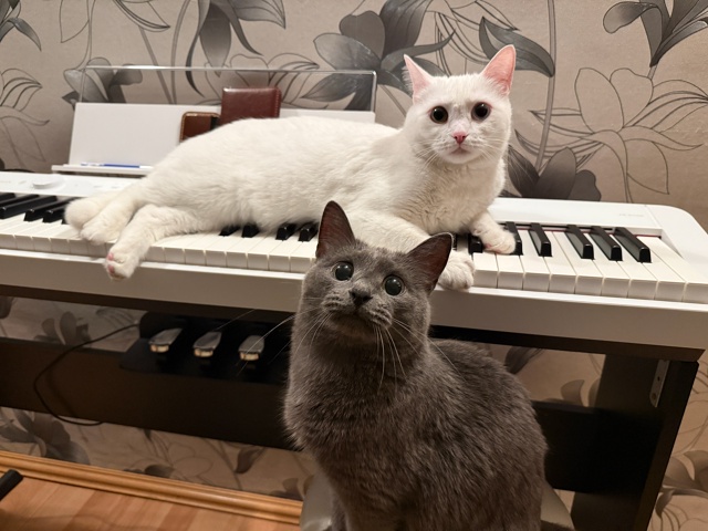 Бляцкая музыкальная лежанка для белой булки (серая бул...