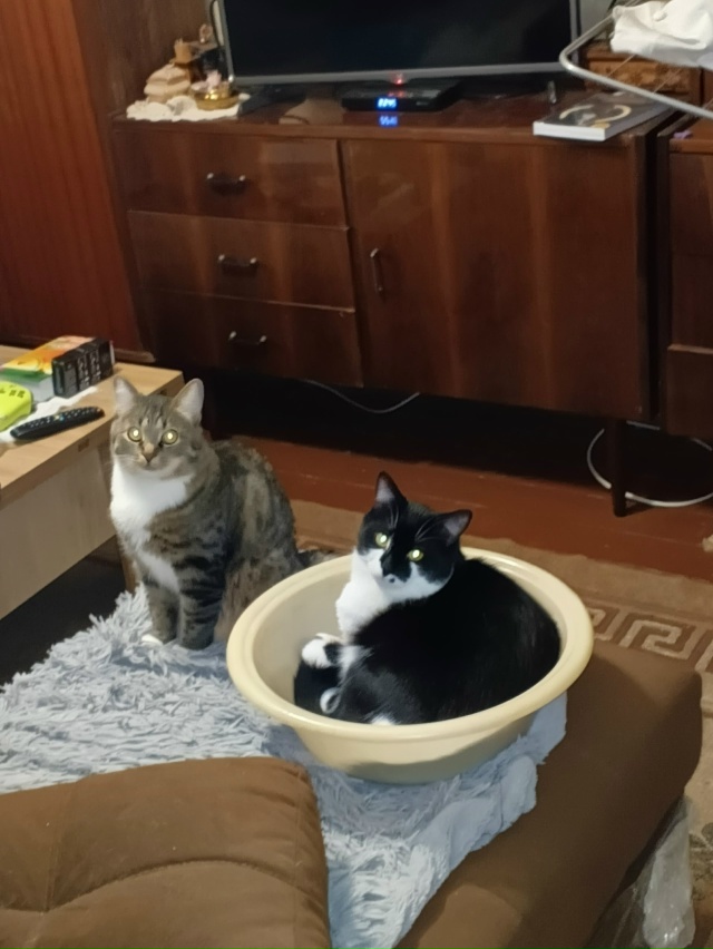 Кот и кошка