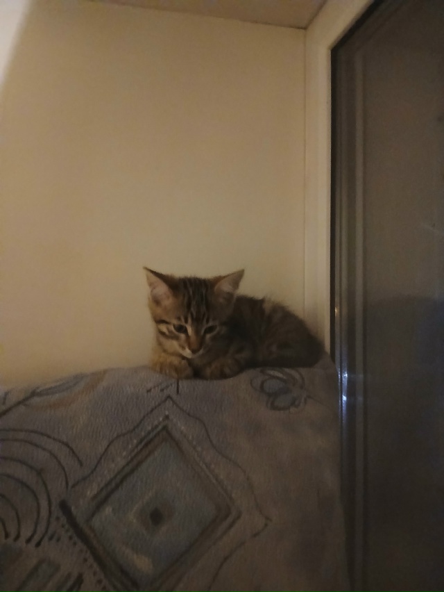 Отдадим котёнка к добрым людям.К лотку приучен.Родился...