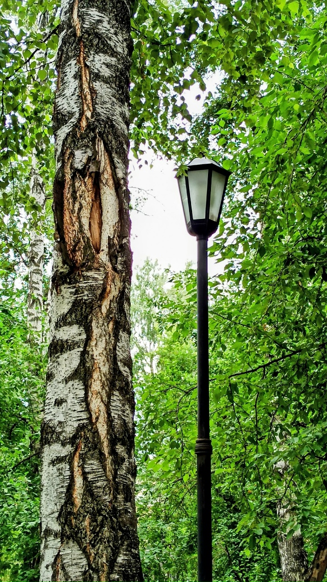 Β пapкe Бepёзoвaя poщa. 🤗🌳🌳🌳🐿🐿🐿🐾