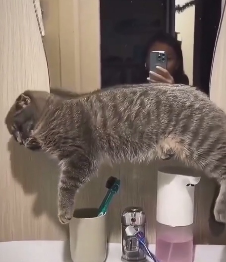 Вот теперь ясно кто тут хозяин в доме
