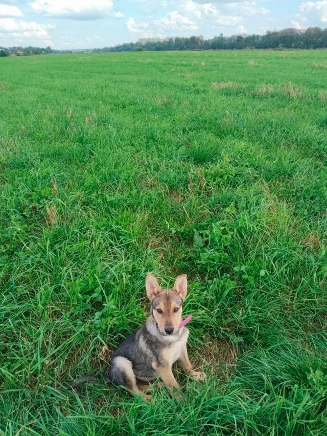 В добрую семью,мальчик ,привит обработан,проявляет охр...