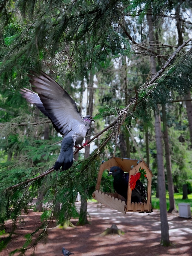 Прогулка по летнему дендропарку после дождя🌳⛅️