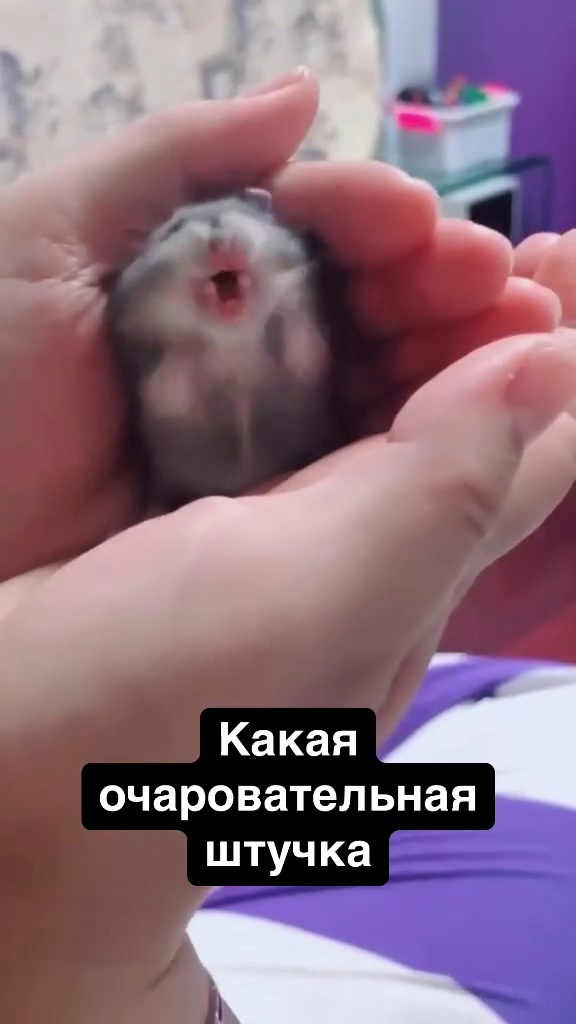 Теперь я их стала БОЯТСЯ еще больше 🙅‍♀🐀