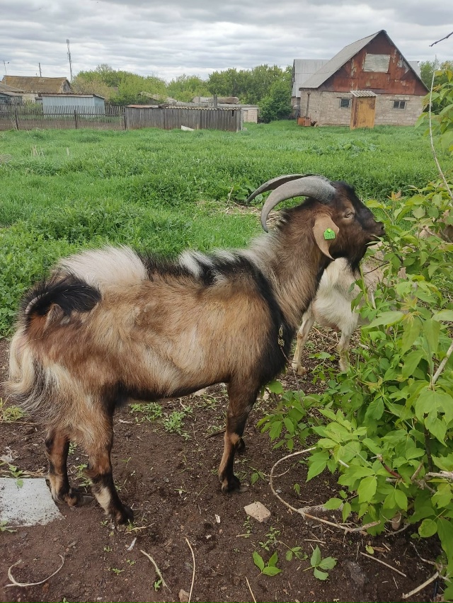 Продам нубийского козла на племя! Возраст около 3х лет. ...