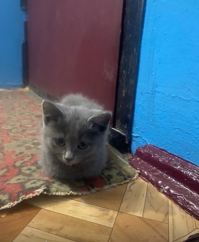 Этот котенок ищет дом!!! Очень красивая девочка , возрас...