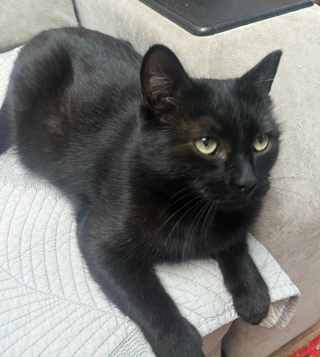 Молодой кошечке Анфисе ищем теплый дом и добрых хозяев...