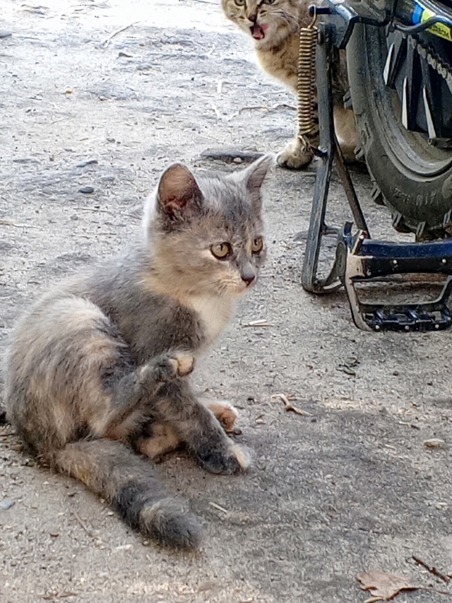 Помогите пристроить котят! 😺 Живут на улице, очень кра...