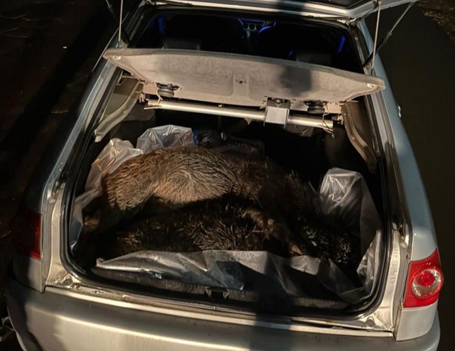 Туши кабанов нашли в багажнике машины сотрудники нацп?...