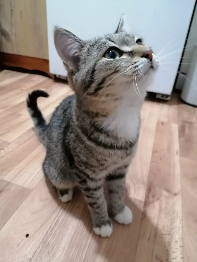 🐈‼️Срочно ищут 🏠 котята‼️🐈
Примите пожалуйста в ?...