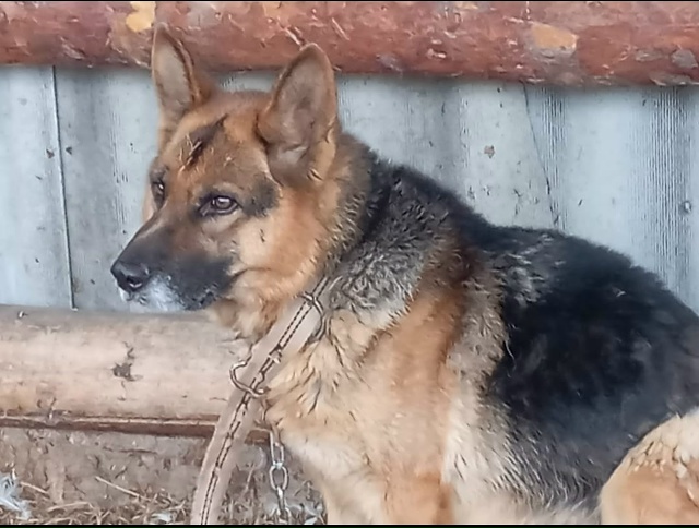 Пост для ваших животных в комменты отдам приму нашли п?...