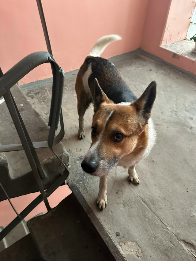 Срочно !!!
Пристраивается собака , с очень тяжелой жизне...