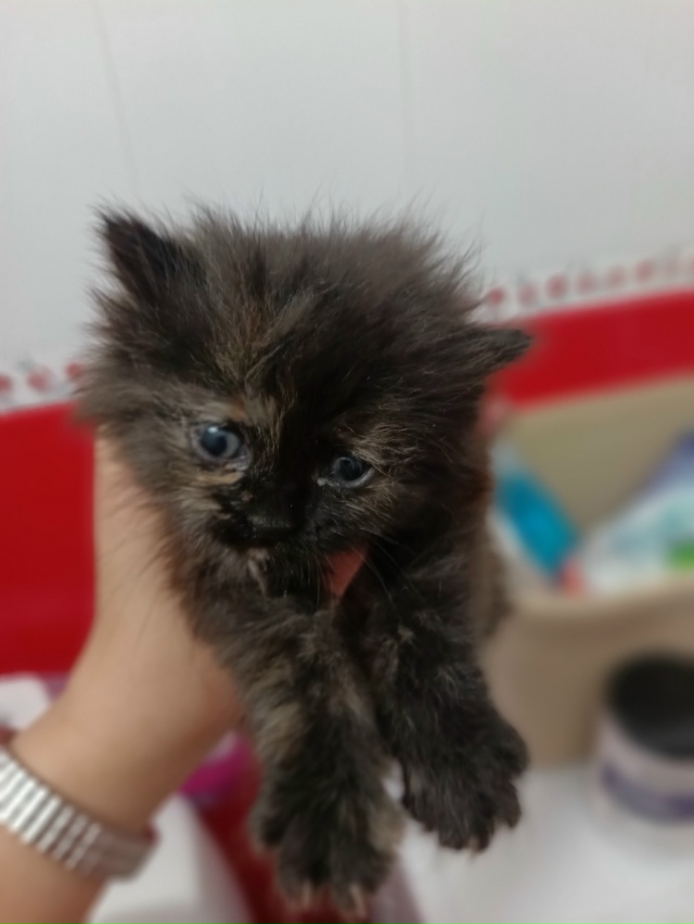 Нашли в траве котёнка, недели 3-4, отмыли, накормили. Кот?...