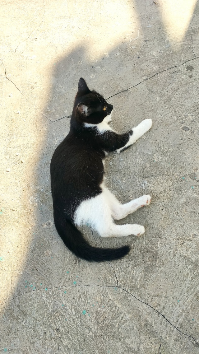 Отдам котят в хорошие руки, ласковые, 2 черно белых маль...