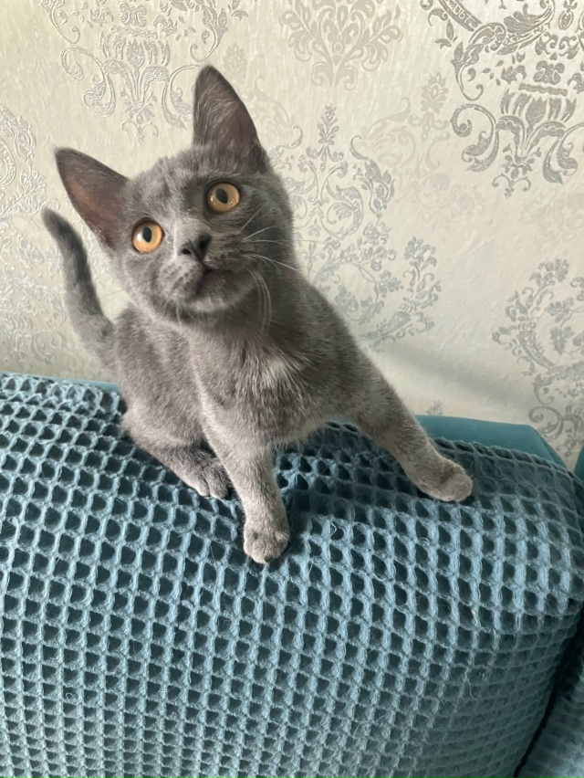 Кошечка Дымка 4 месяца очень игривая и ласковая ,лоток ?...