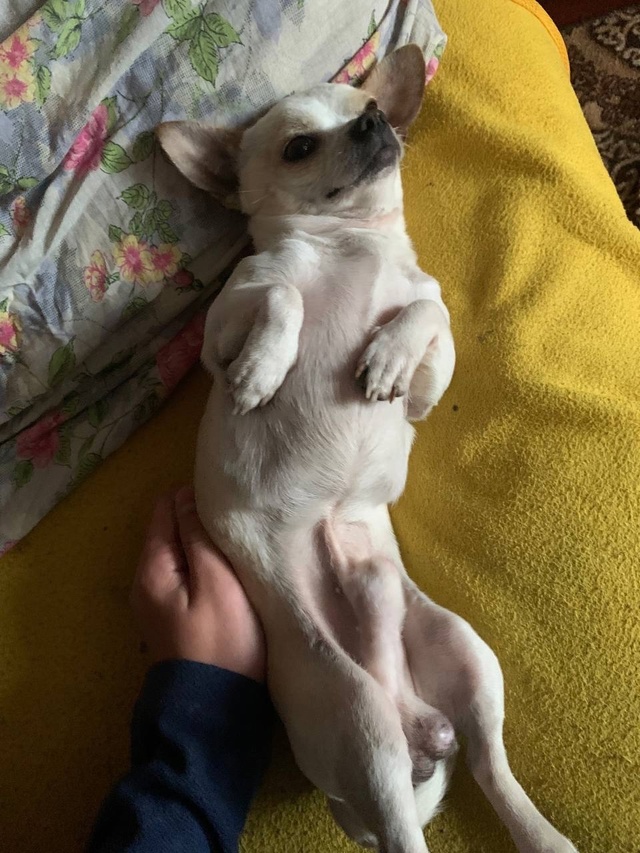 Здравствуйте,дорогие граждане,пропала собака по кличк...