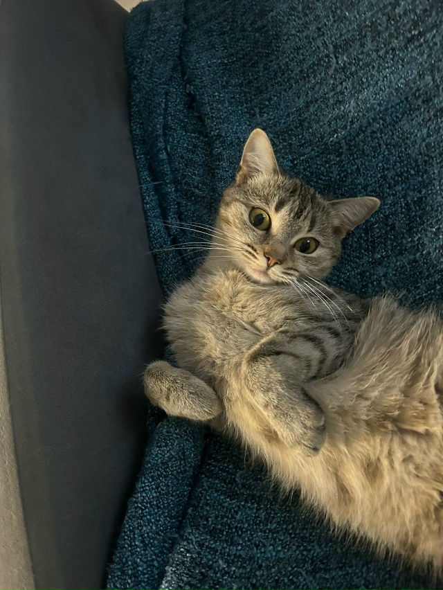 Срочно ‼️Серпухов, Пущино, Протвино, Чехов, МО!
Найден...