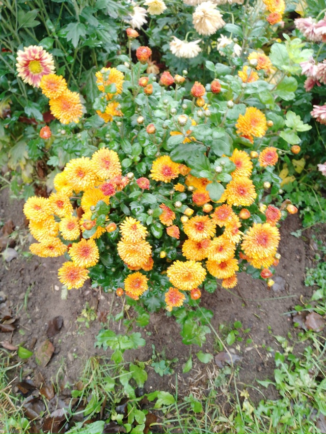 Стойкие хризантемы все еще цветут перед Покровом
#оку?...