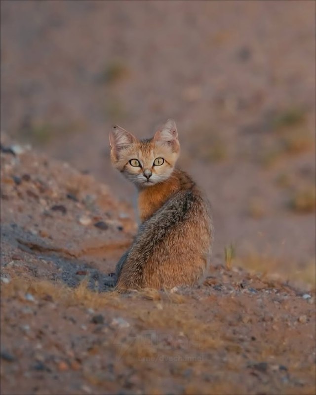 В пустыне сфотографировали диких барханных кошек: они живут в засушливом климате, похожи на лисиц-фе