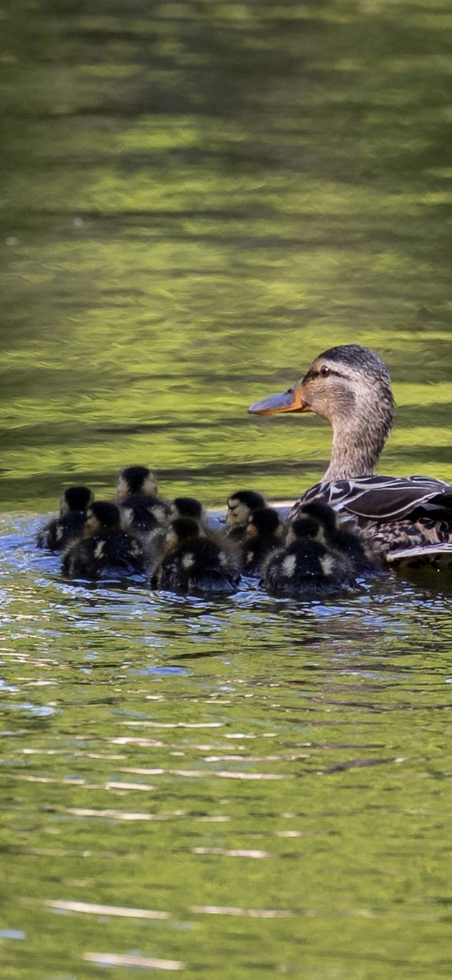 Заставки для ваших телефонов / июль 🐦‍🔥
Фото: peterhof_mus...