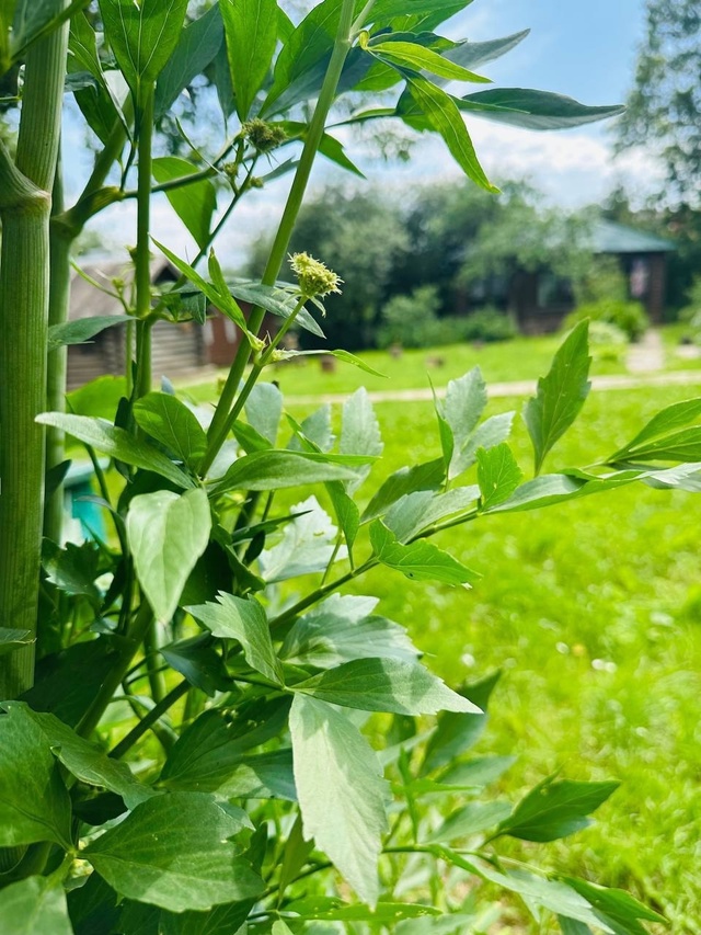 Сочные кадры из усадьбы Горки Ленинские ?