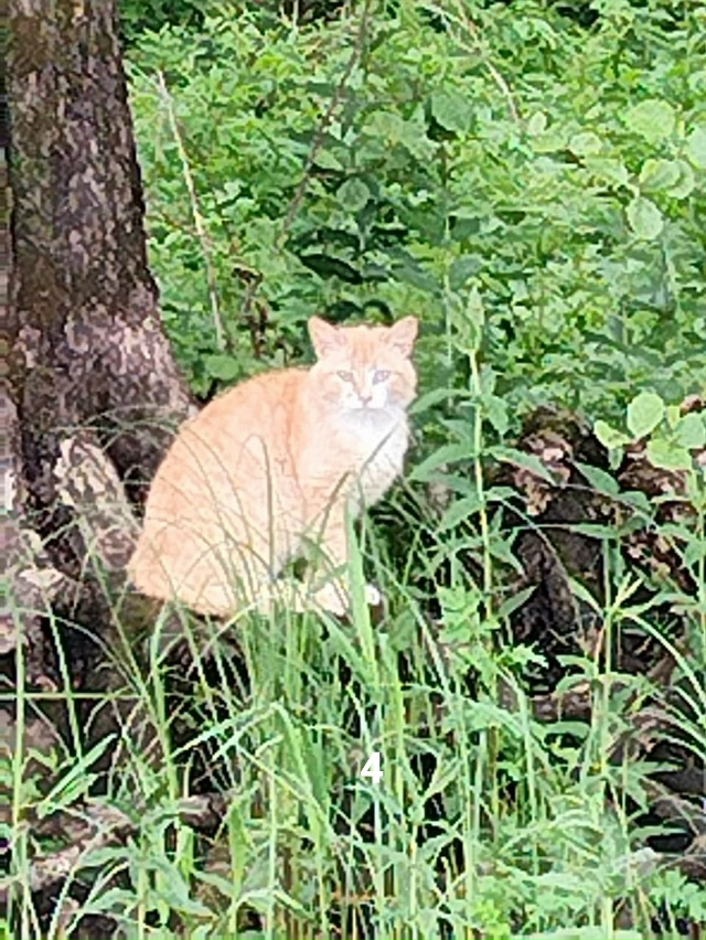 #ПотерялиНашлиПомогите
1 нашли собаку просьба отзови?...