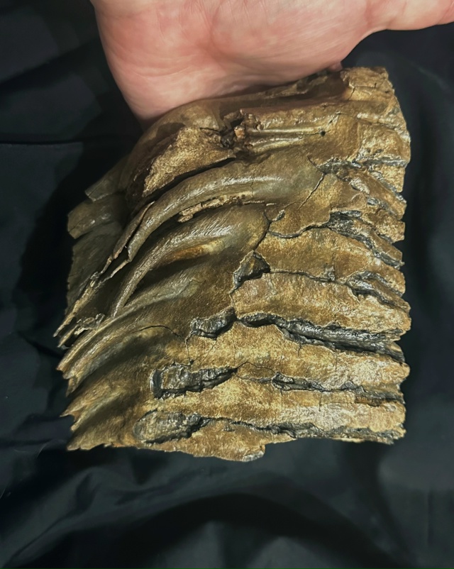 Передам за шоколадку школьному музею города (не района...