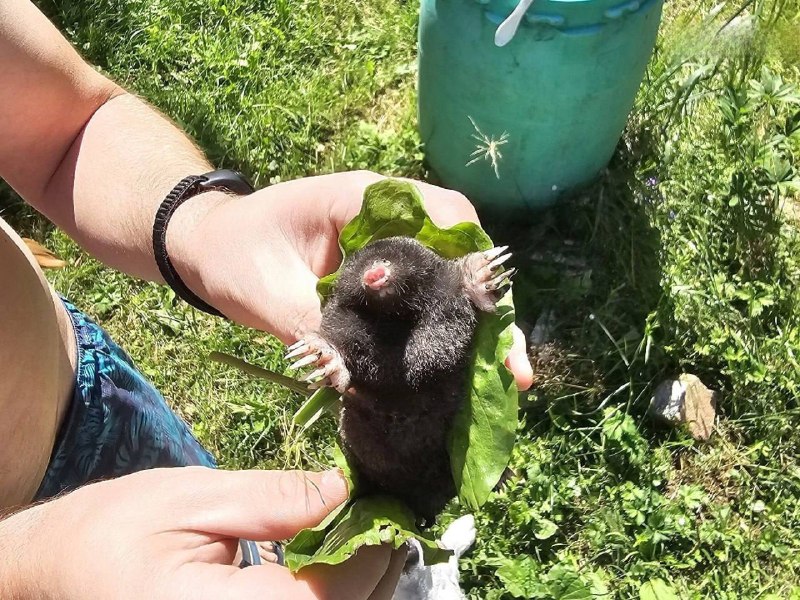 🐀 Популяция кротов увеличилась в Подмосковье вдвое, — baza
Животные вскапывают участки и портят ог