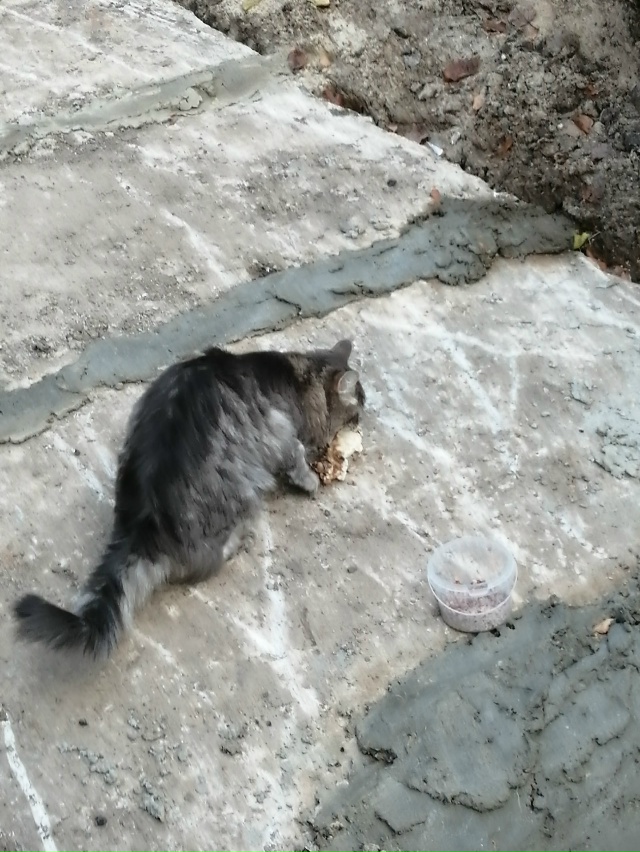 Чей потеряшка